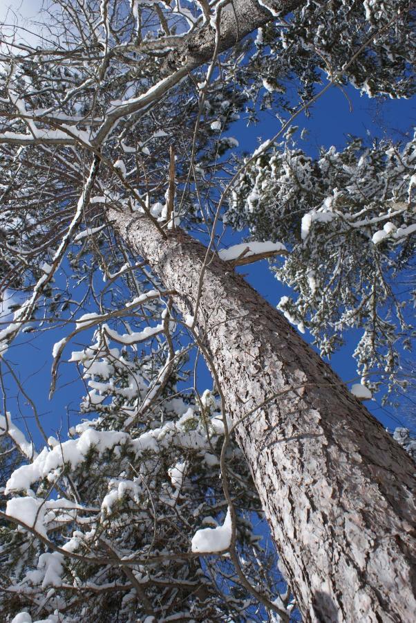 Top Of Algonquin Bed And Breakfast Mattawa Екстер'єр фото